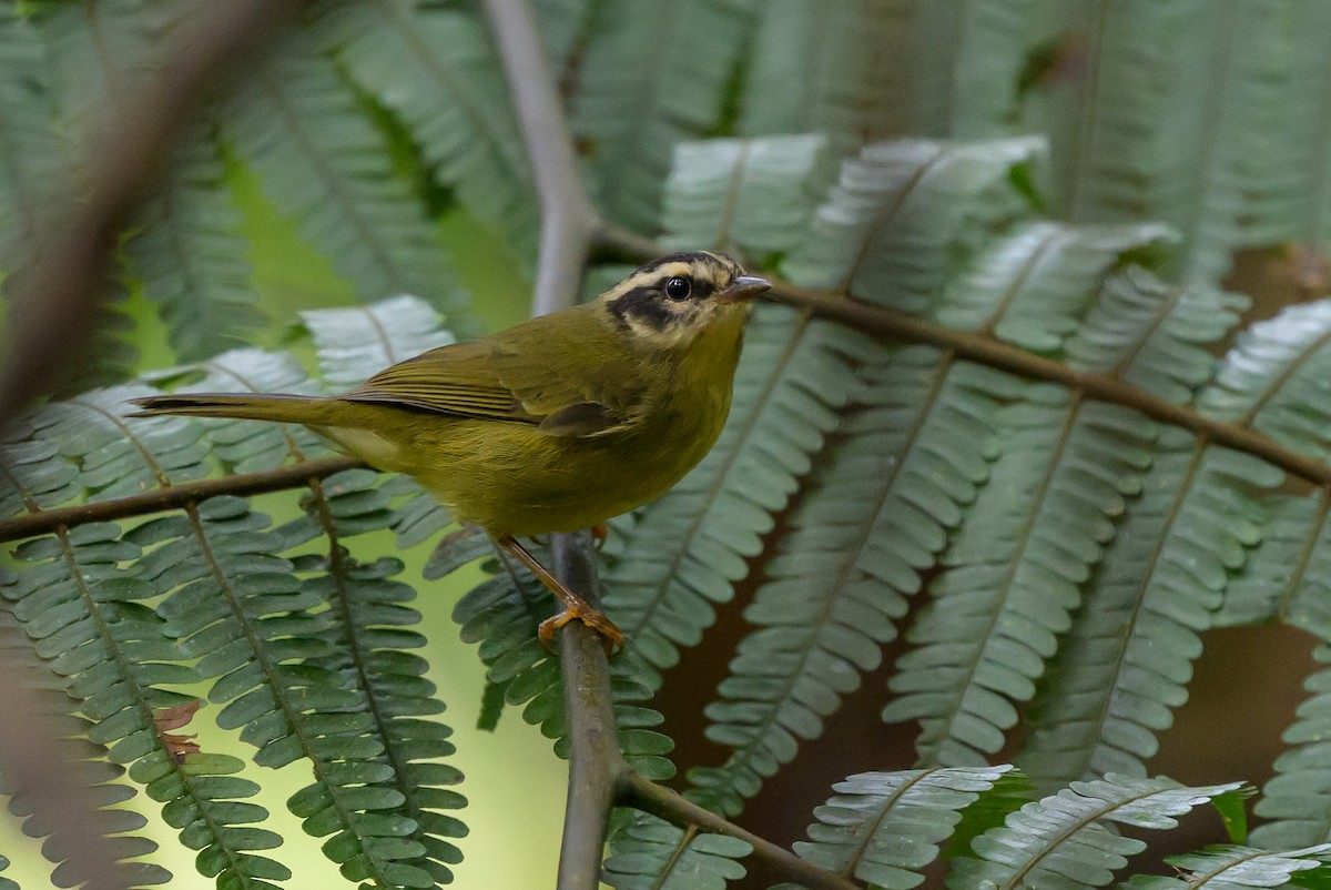 Three-striped Warbler - ML646981772