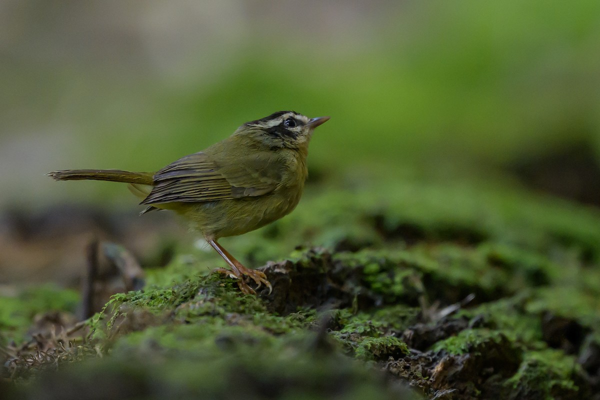 Three-striped Warbler - ML646981773