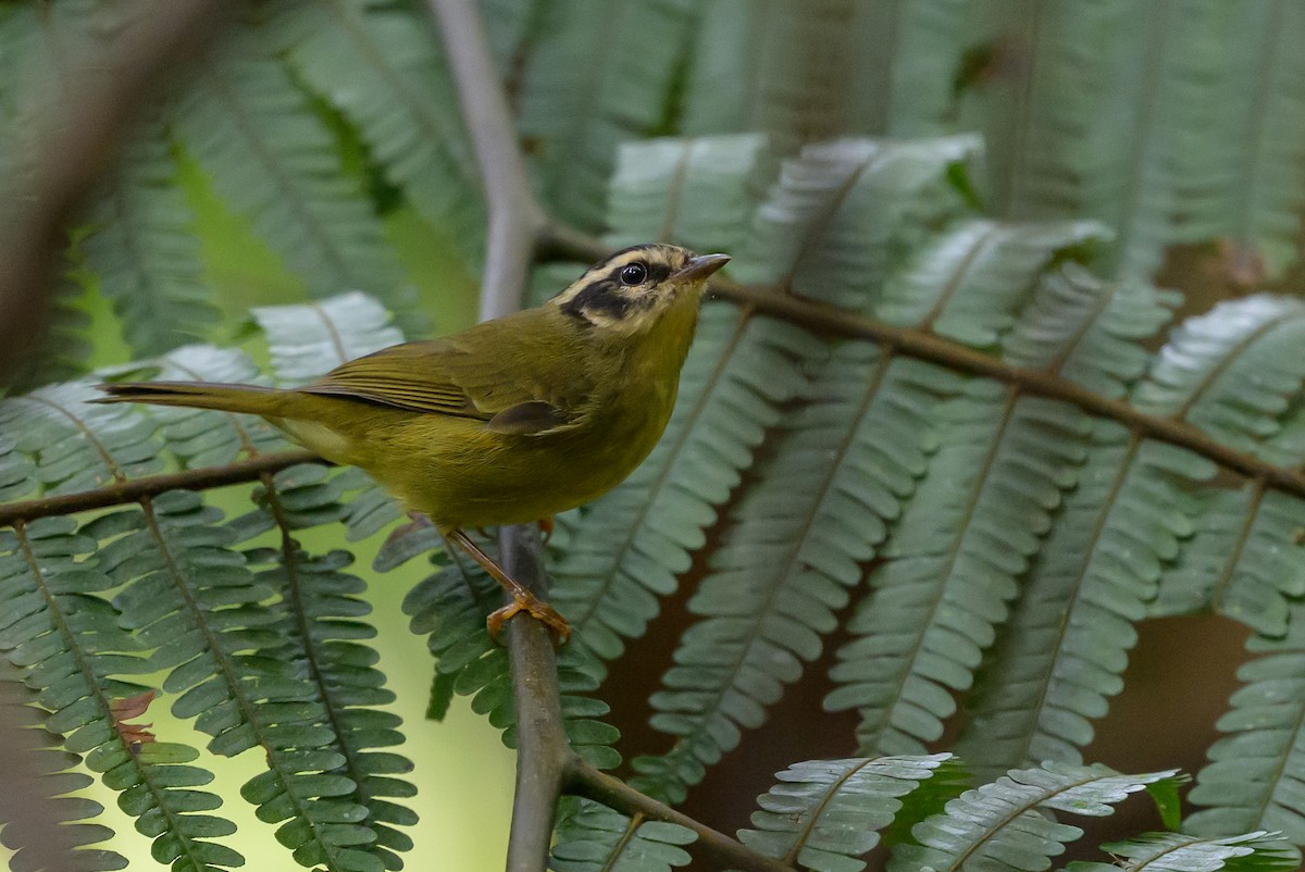 Three-striped Warbler - ML646981774