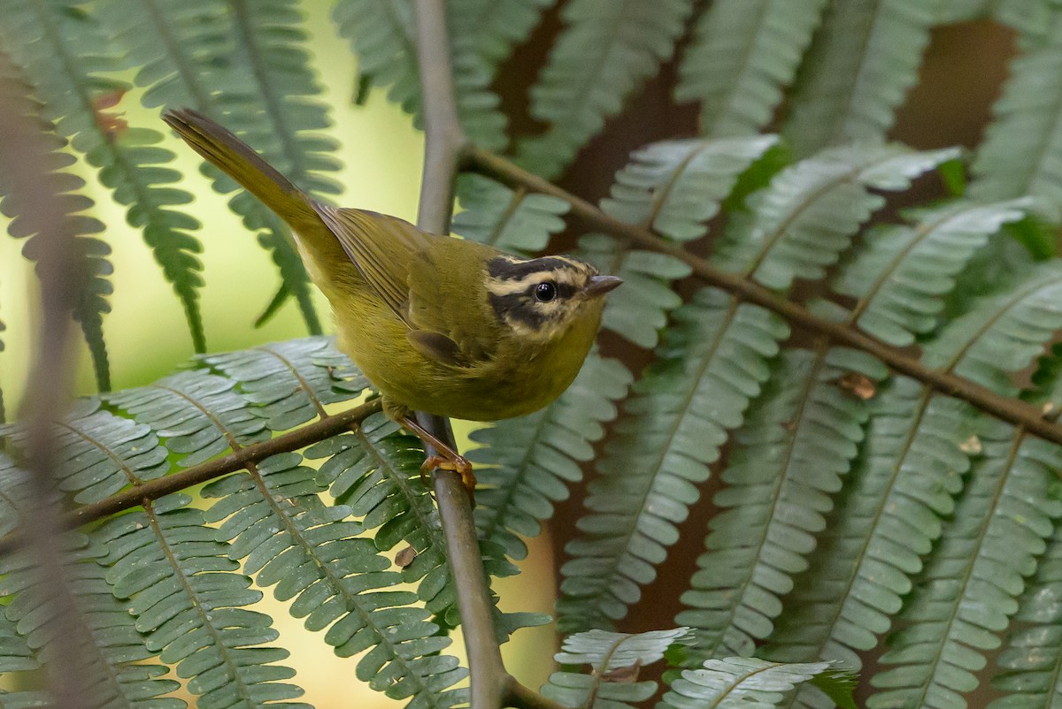 Three-striped Warbler - ML646981775