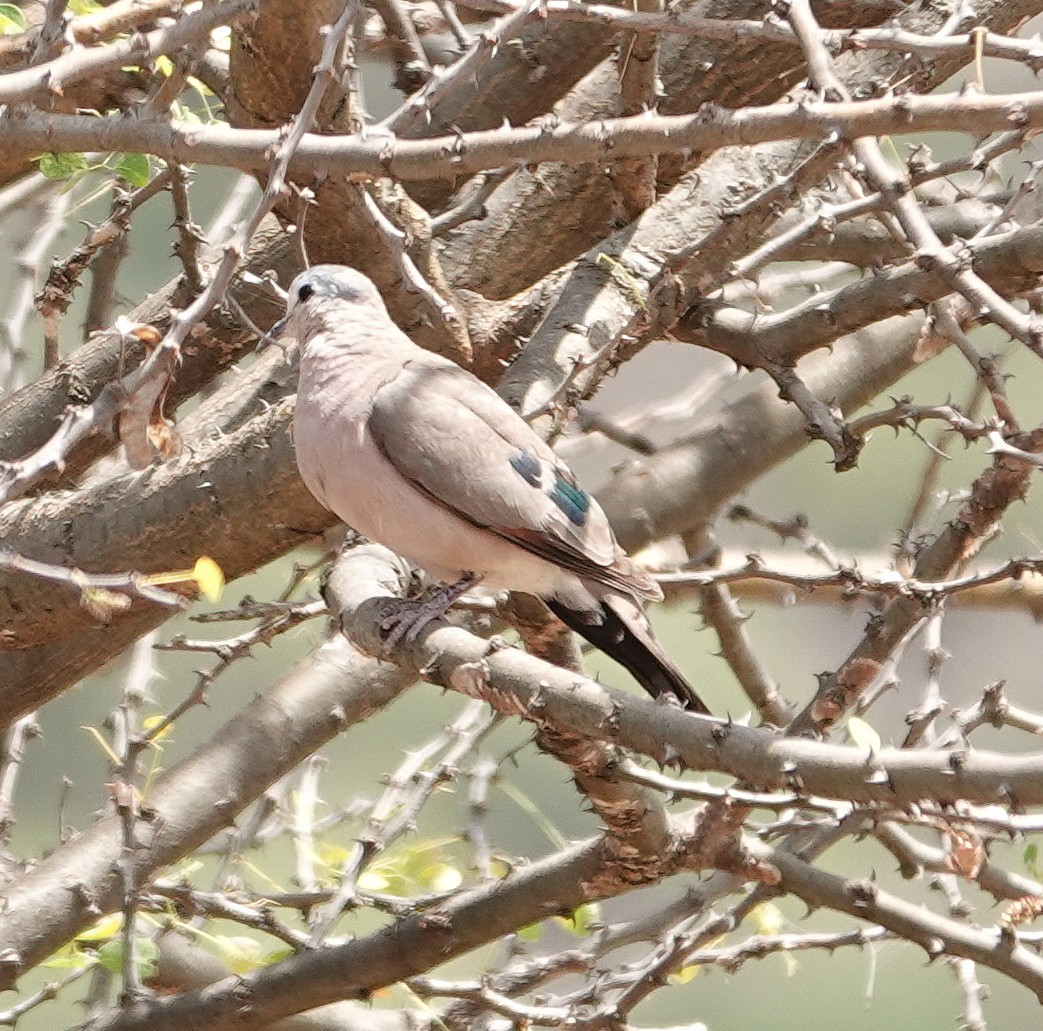 Emerald-spotted Wood-Dove - ML646981777