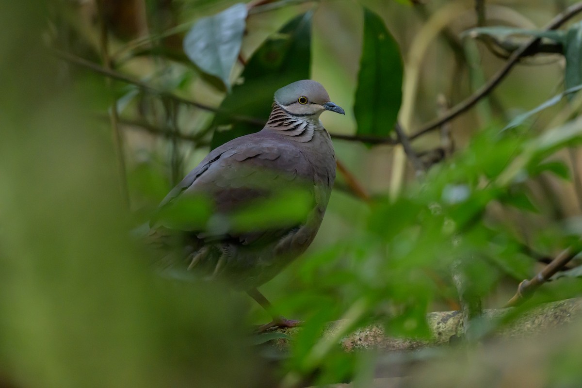 バラビタイウズラバト - ML646981782