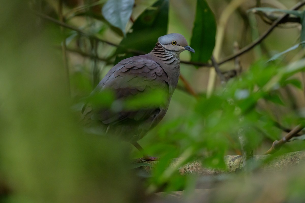 バラビタイウズラバト - ML646981783