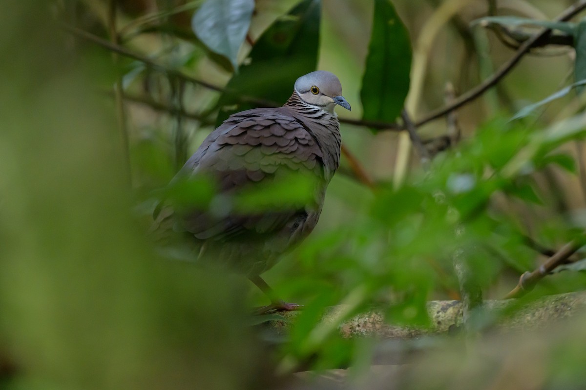 バラビタイウズラバト - ML646981784