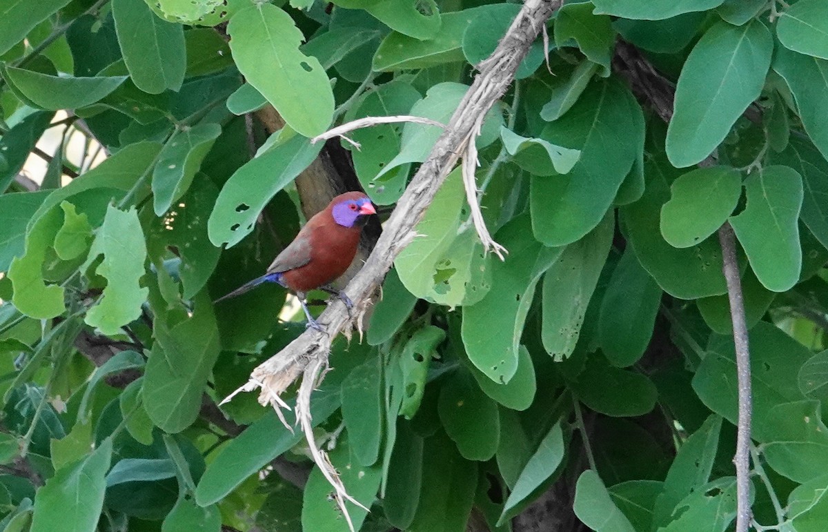 Violet-eared Waxbill - ML646981785