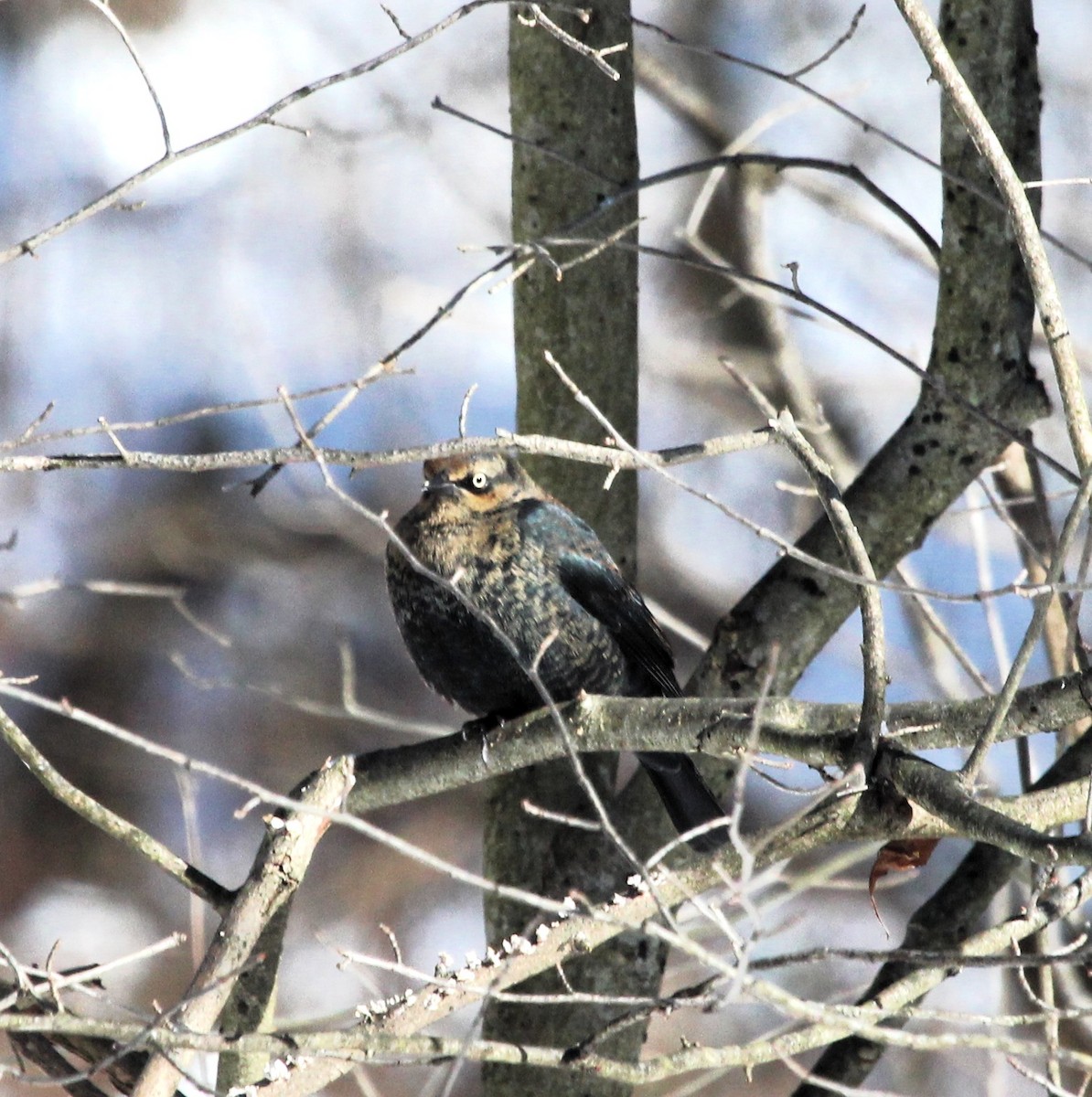 Rusty Blackbird - ML646981788