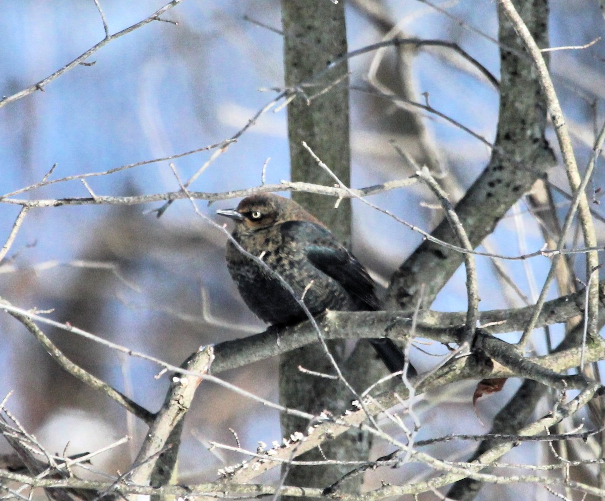 Rusty Blackbird - ML646981791