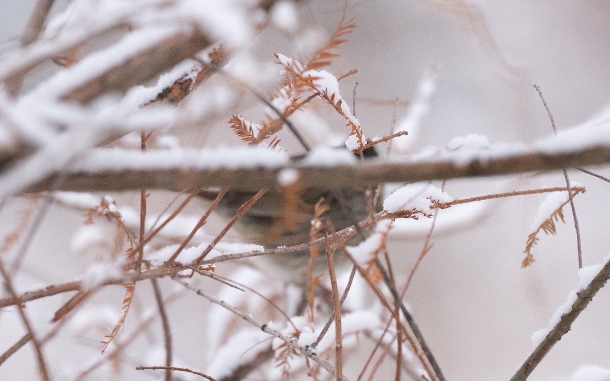 Lincolnammer - ML646981792