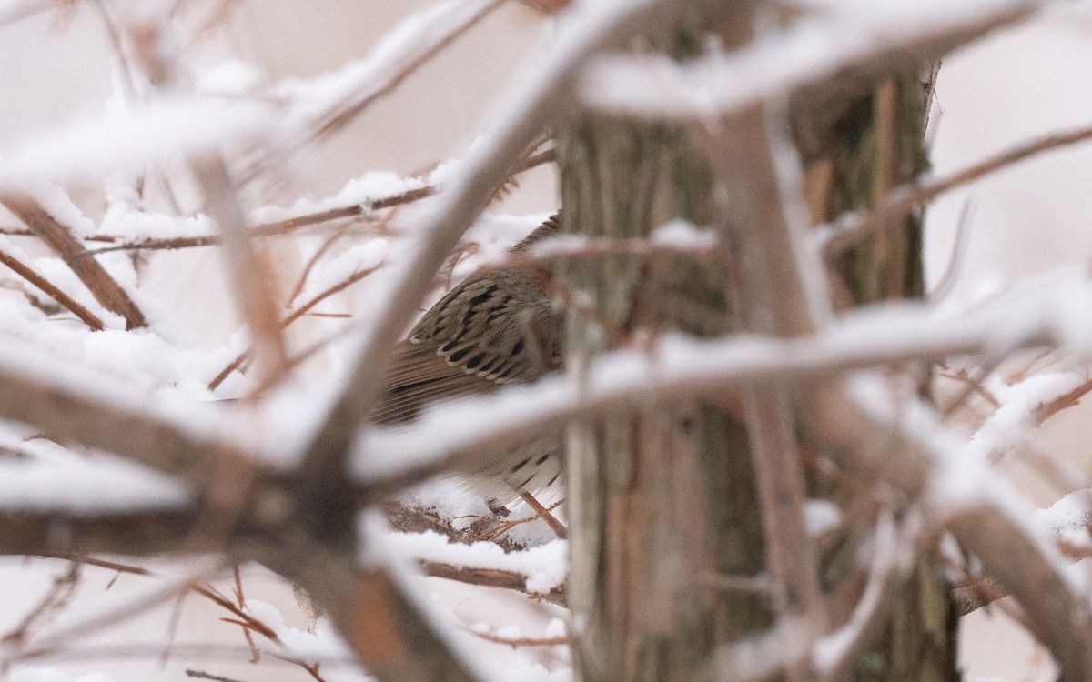 Lincolnammer - ML646981793