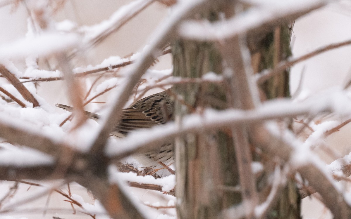 Lincolnammer - ML646981794