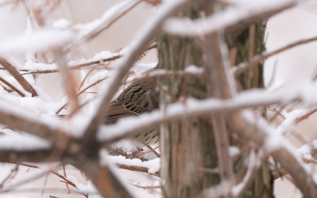 Lincolnammer - ML646981795