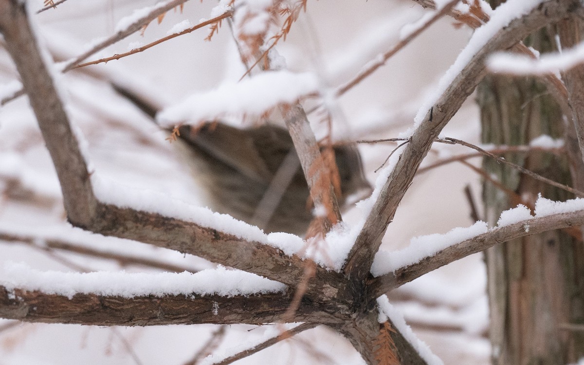 Lincolnammer - ML646981796