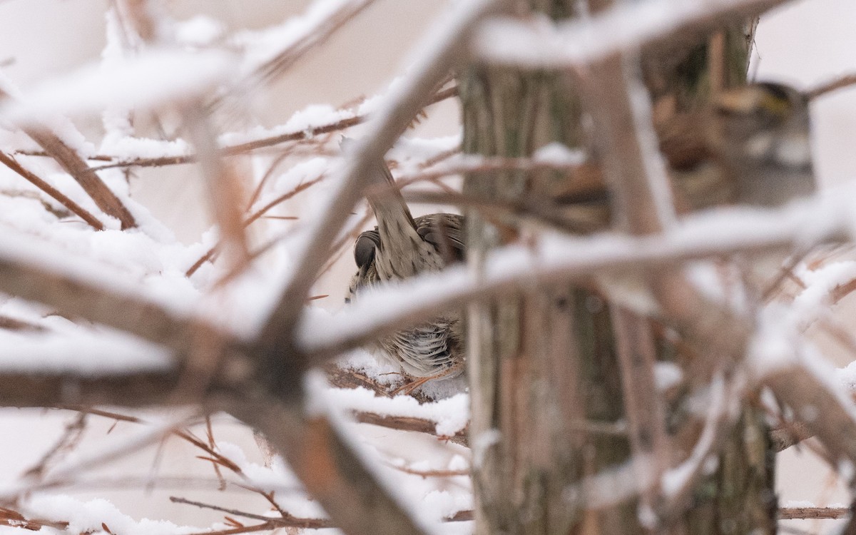 Lincolnammer - ML646981797