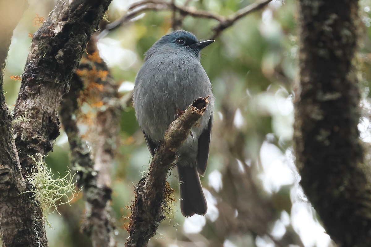 セイロンヒタキ - ML646981804