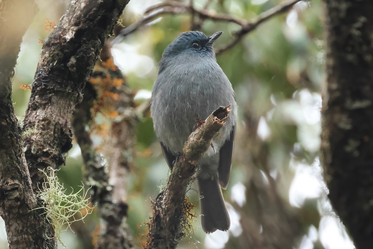 セイロンヒタキ - ML646981805