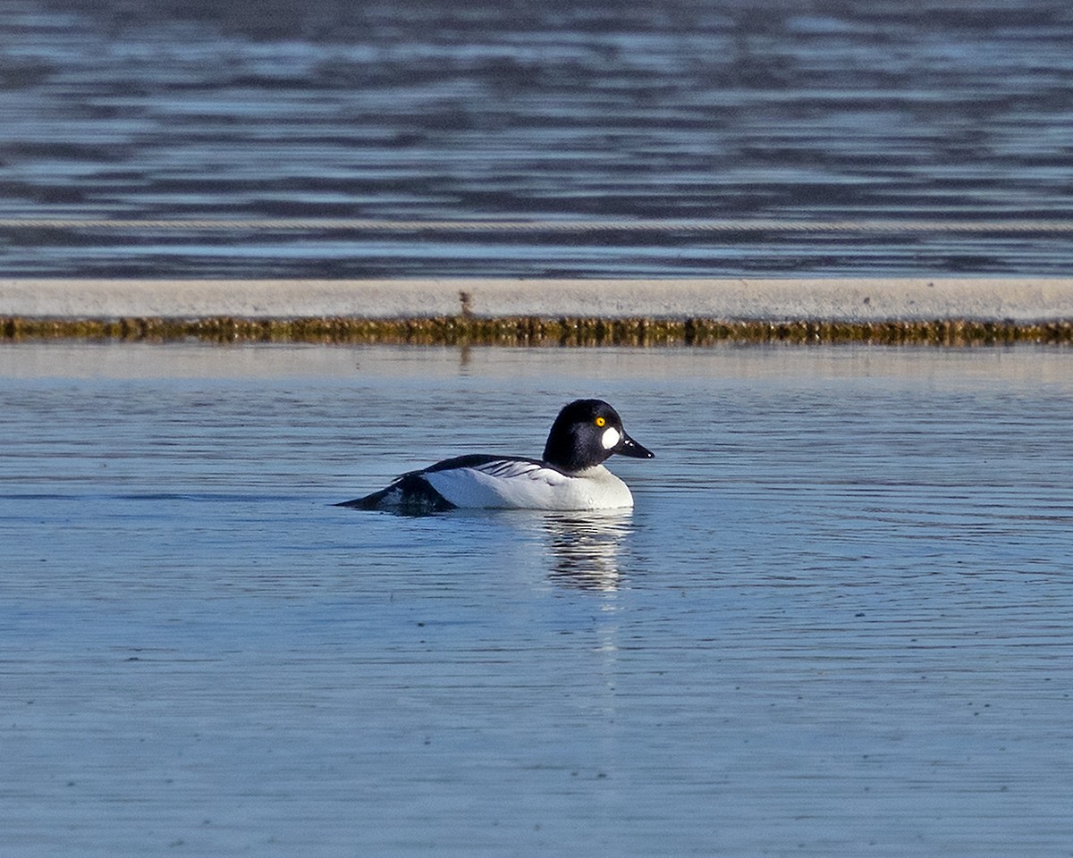 kvinand - ML646981806