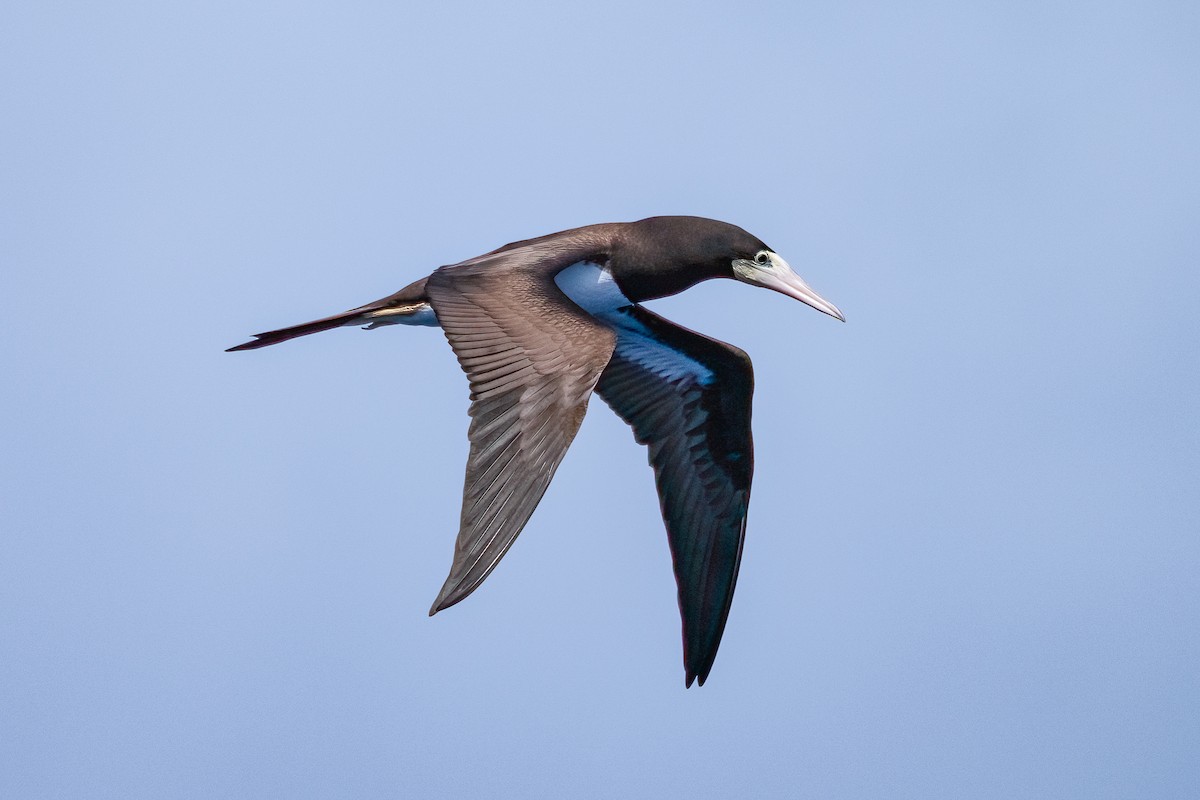 Fou brun - ML646981809