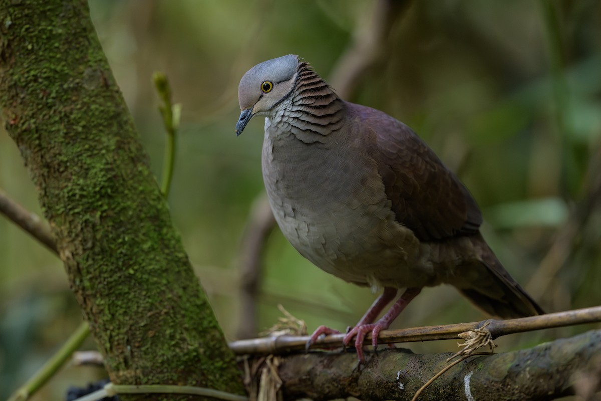 バラビタイウズラバト - ML646981813