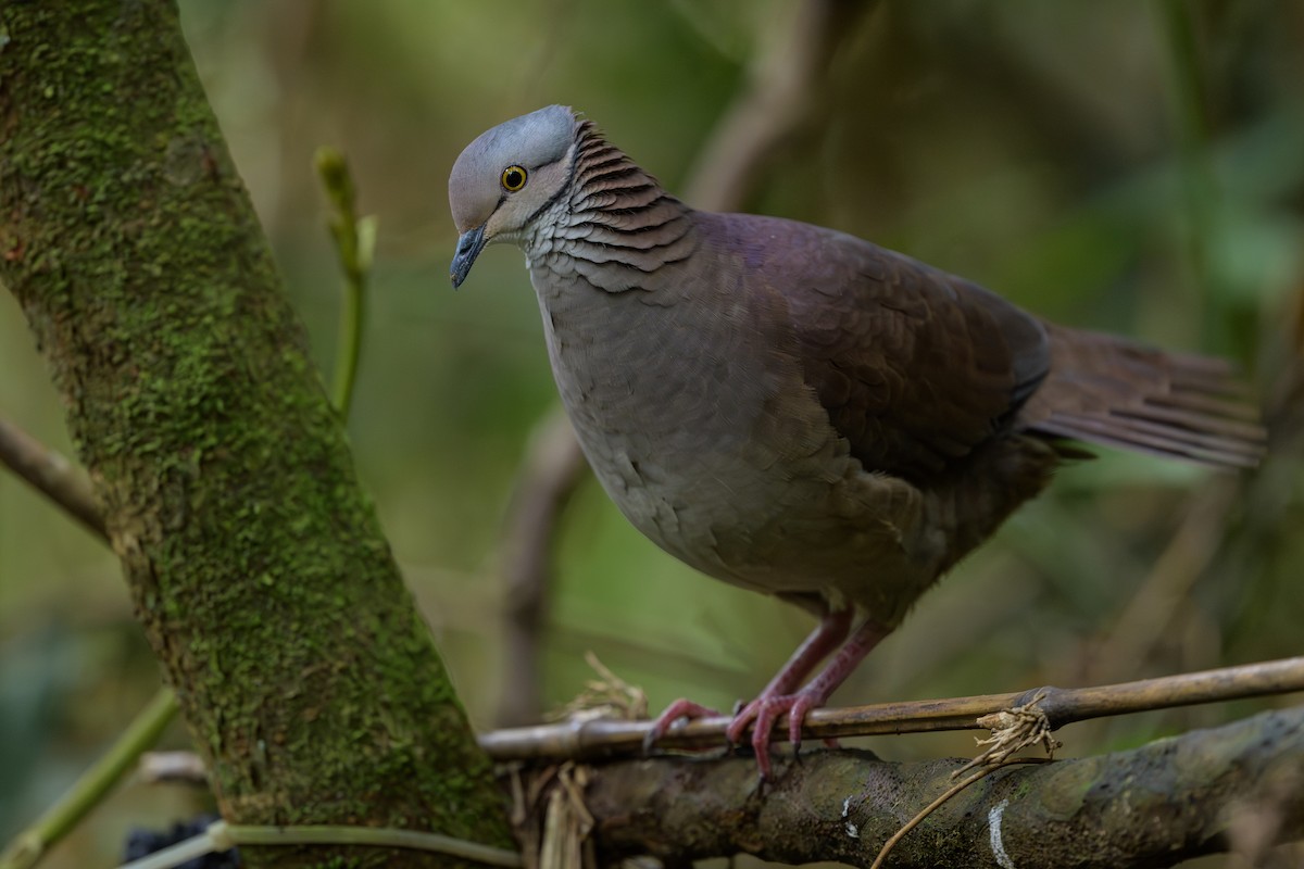 バラビタイウズラバト - ML646981814