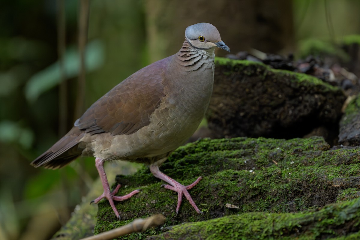 バラビタイウズラバト - ML646981815