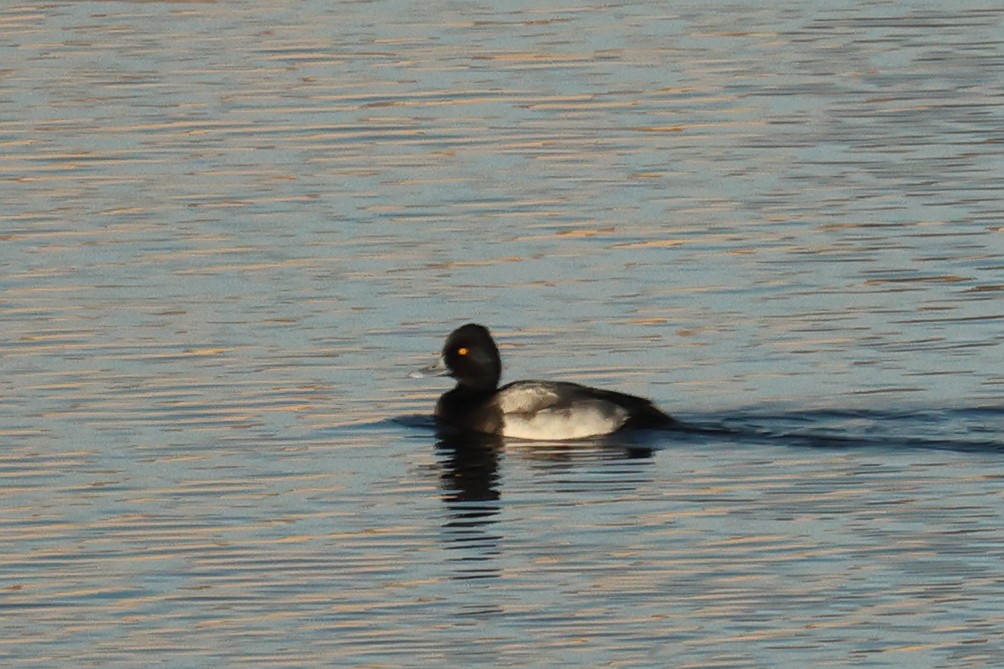 Lesser Scaup - ML646981816