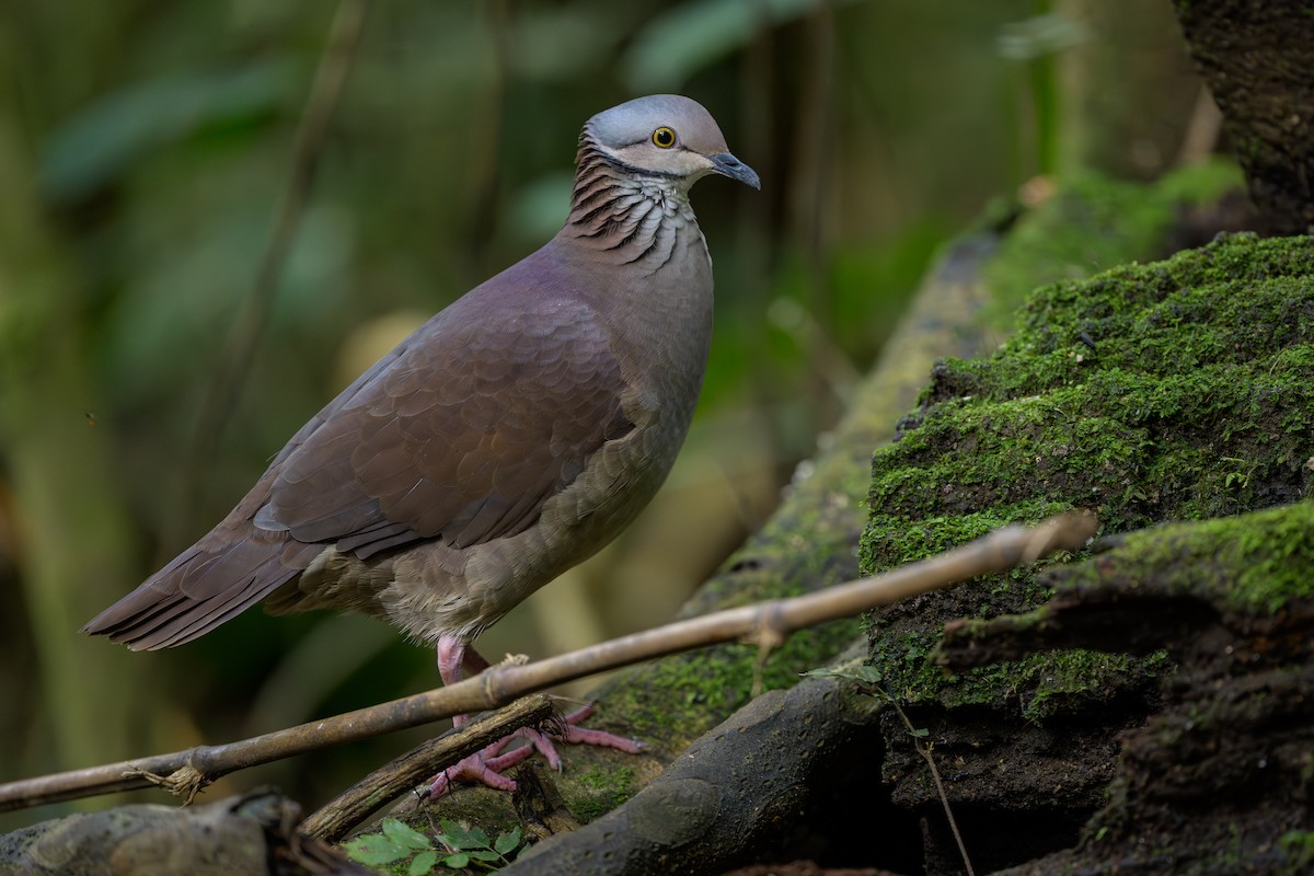 バラビタイウズラバト - ML646981817