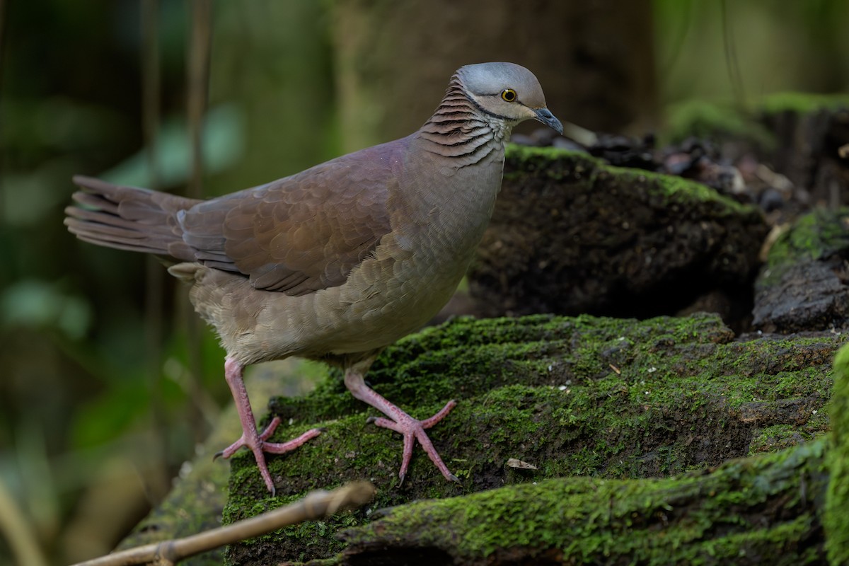 バラビタイウズラバト - ML646981818