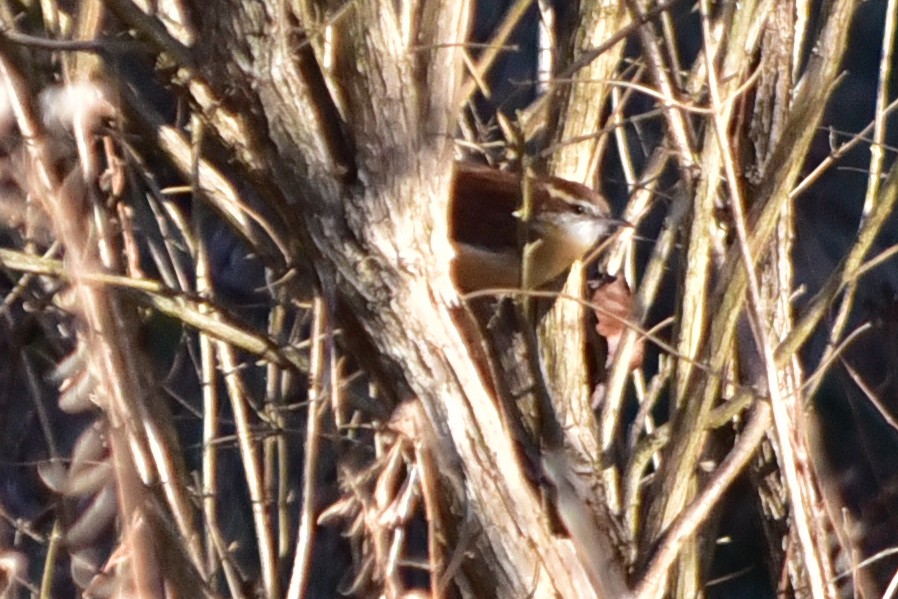 Carolina Wren - ML646981819