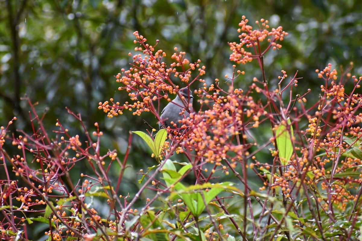 ימימן אמריקני - ML646981820