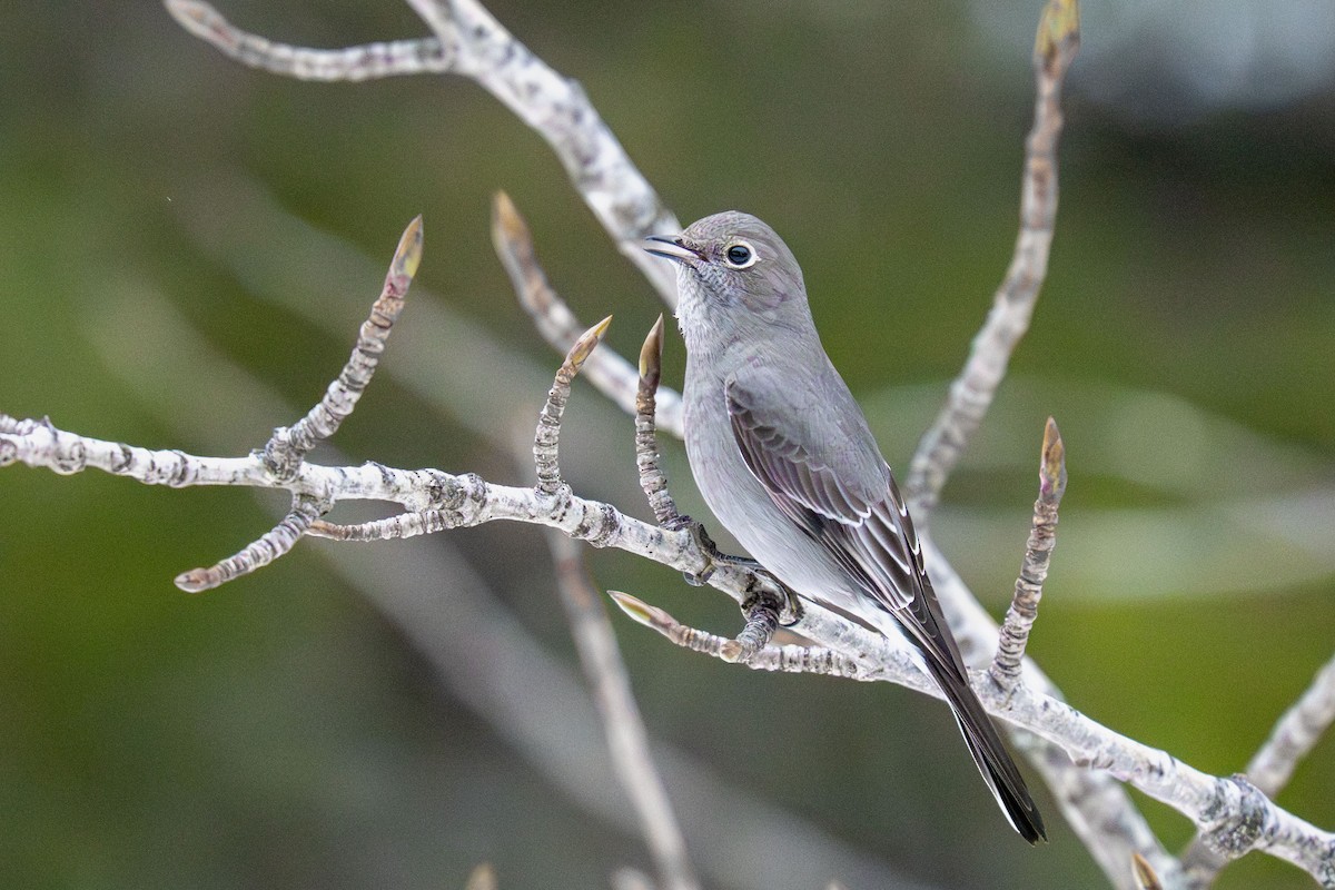 Горный кларино - ML646981821