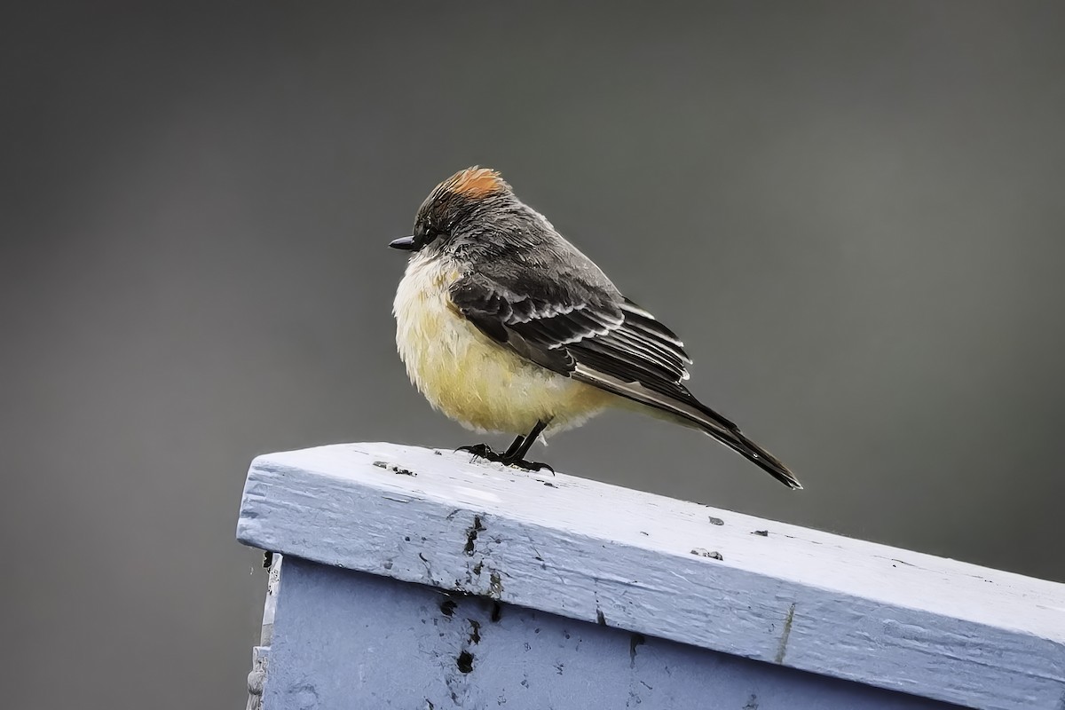 Vermilion Flycatcher - ML646981831