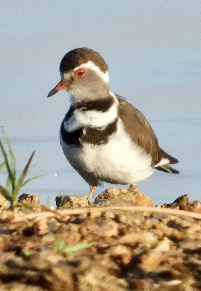 Трёхполосый зуёк - ML646981835