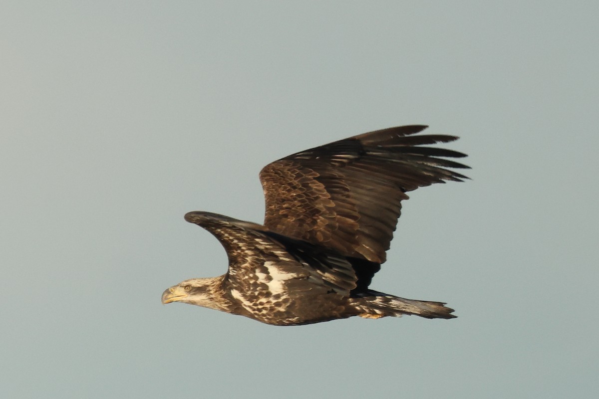 Bald Eagle - ML646981837