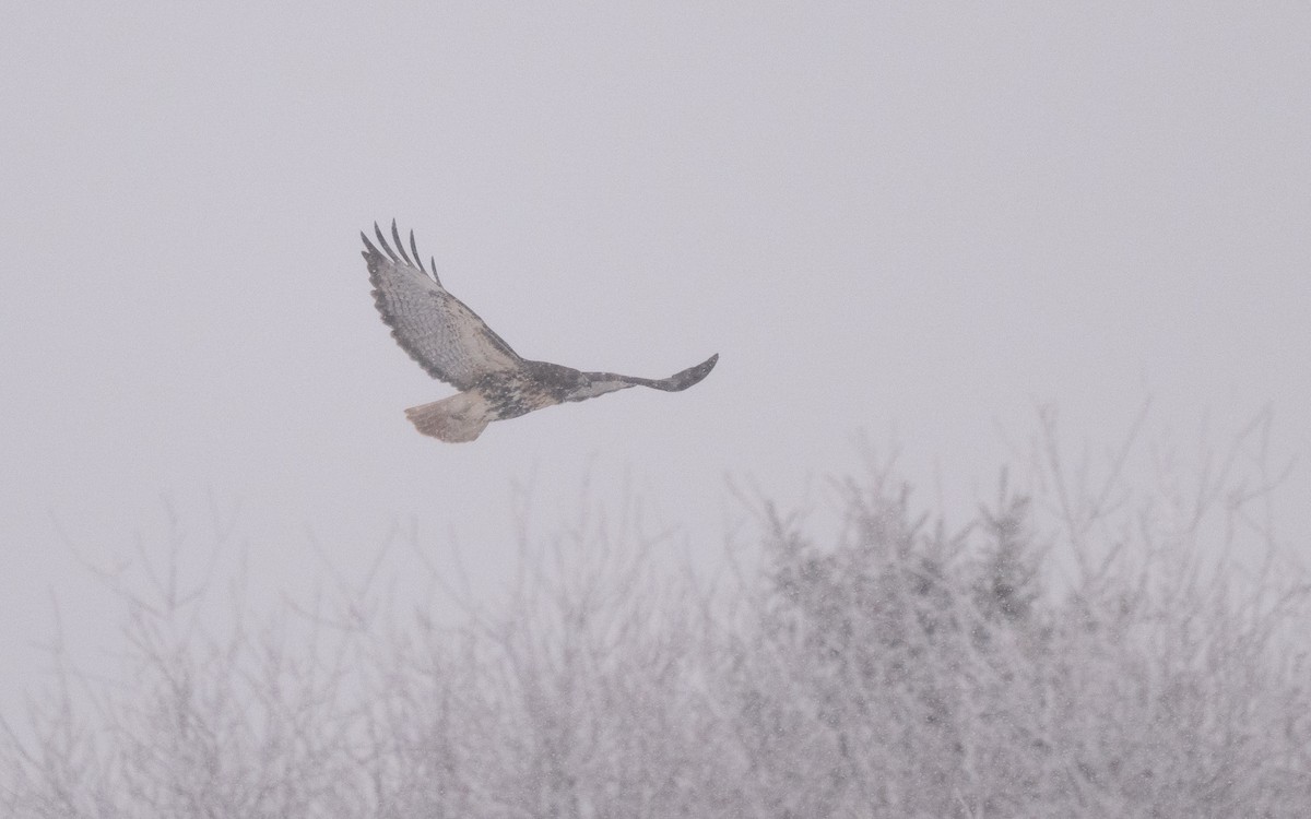 Rotschwanzbussard (abieticola) - ML646981840