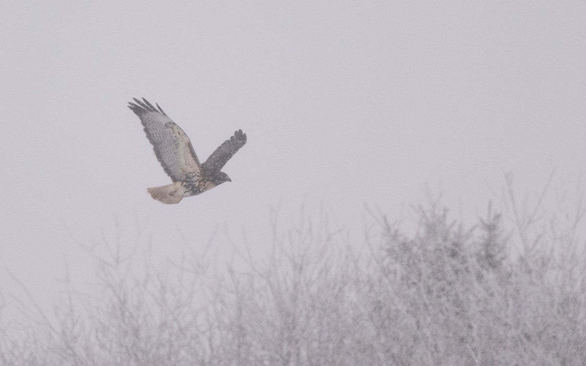 Rotschwanzbussard (abieticola) - ML646981841