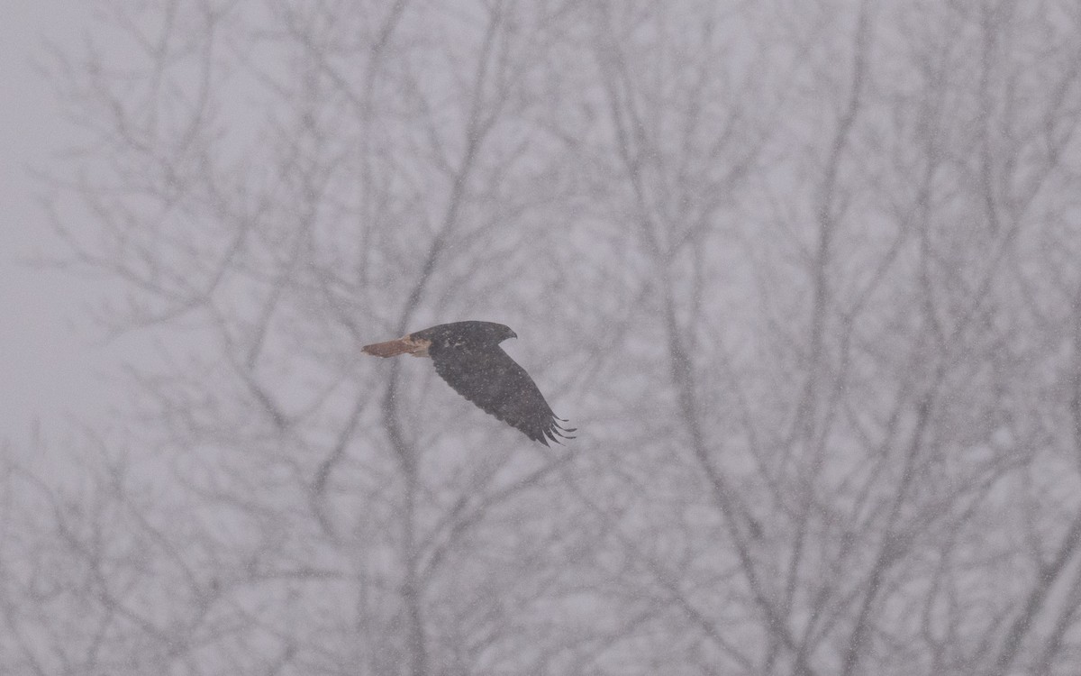 Rotschwanzbussard (abieticola) - ML646981842