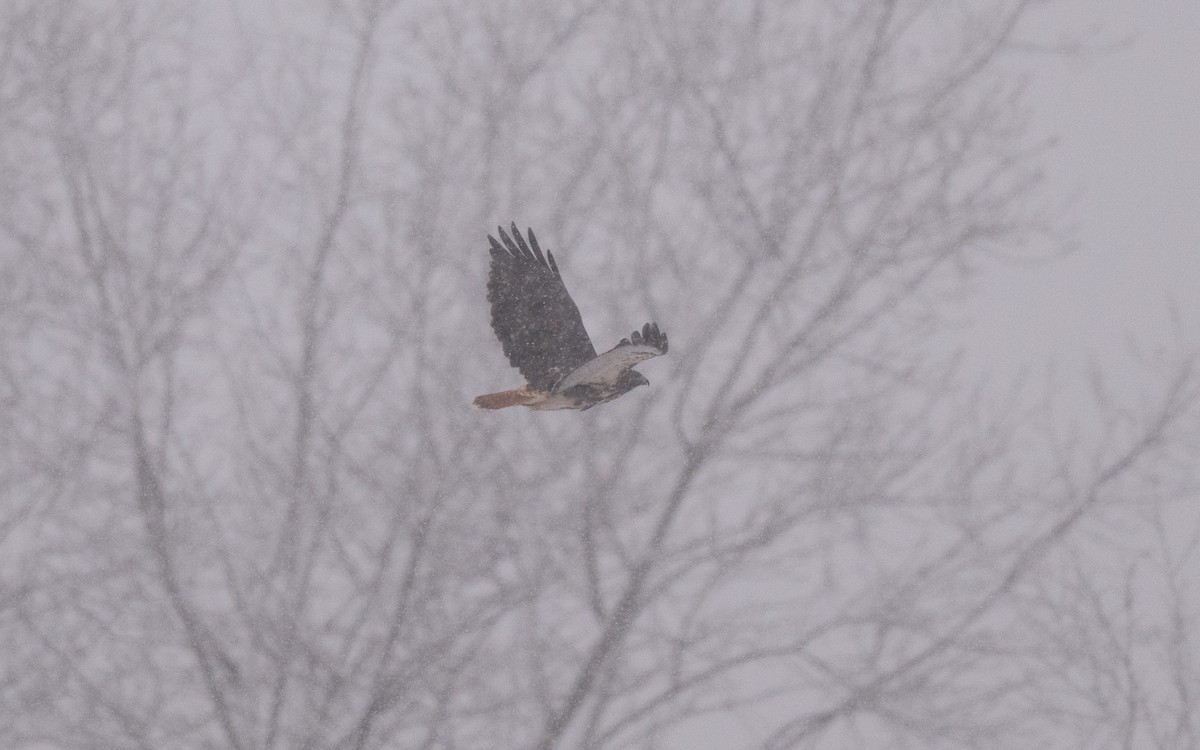 Rotschwanzbussard (abieticola) - ML646981843