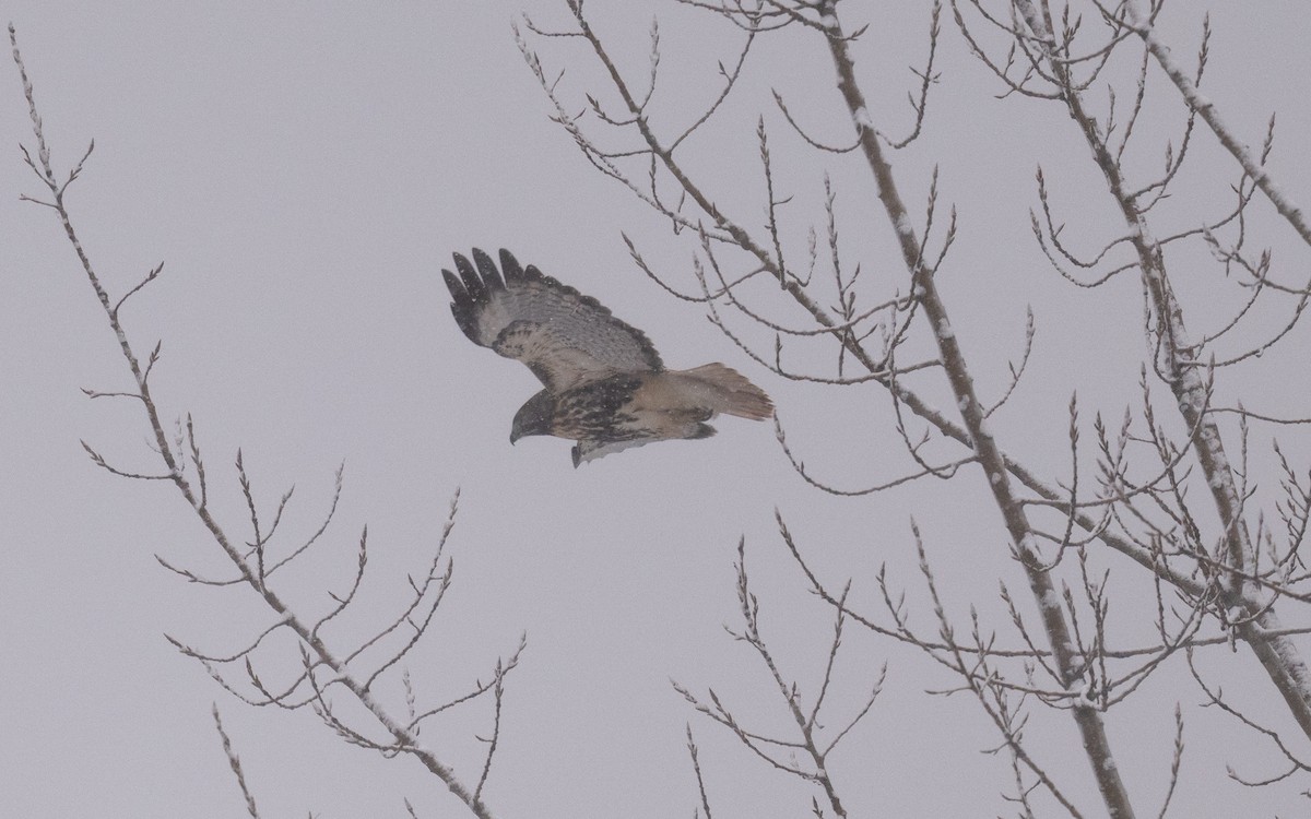 Rotschwanzbussard (abieticola) - ML646981844