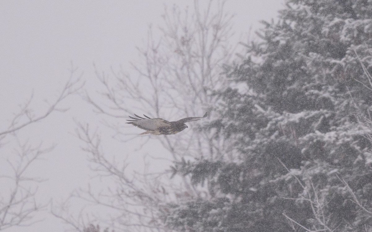 Rotschwanzbussard (abieticola) - ML646981845