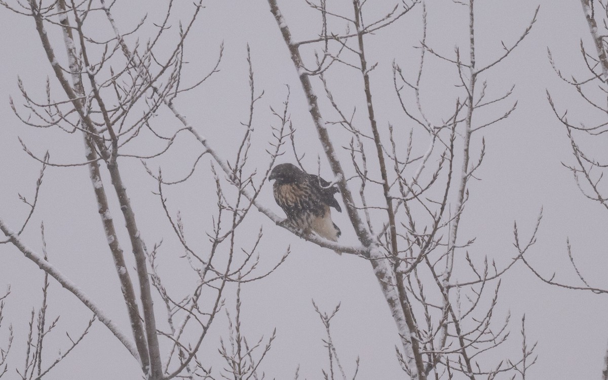 Rotschwanzbussard (abieticola) - ML646981846