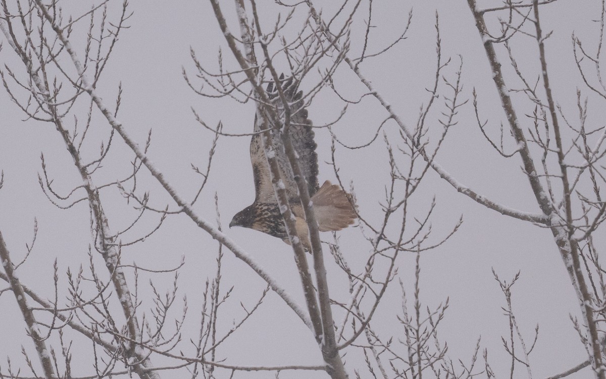 Rotschwanzbussard (abieticola) - ML646981847