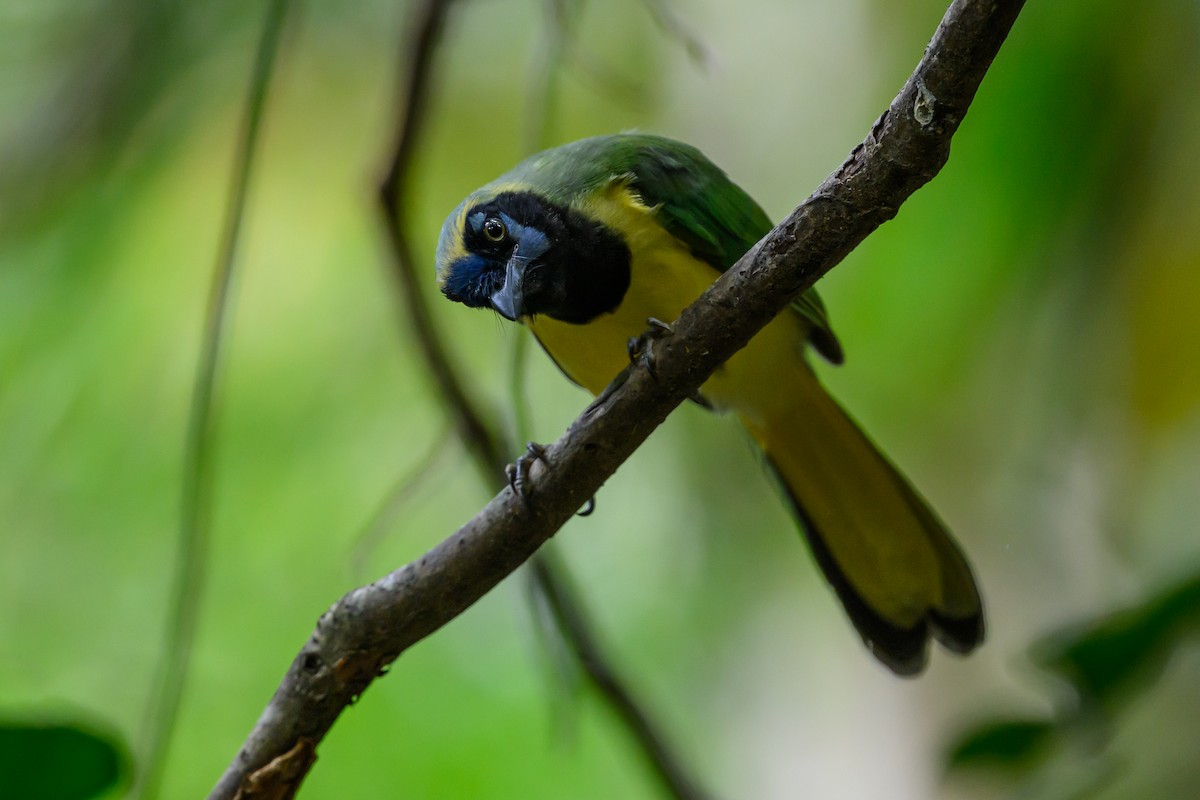 インカサンジャク - ML646981857