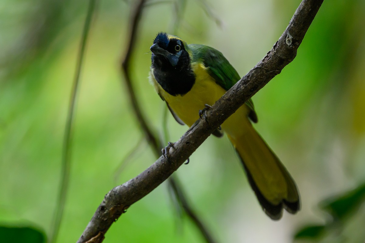 インカサンジャク - ML646981860