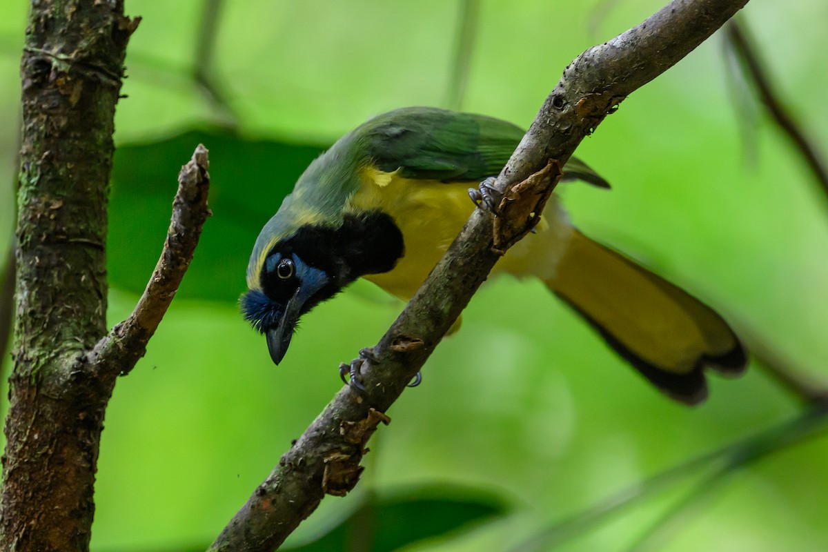 インカサンジャク - ML646981862