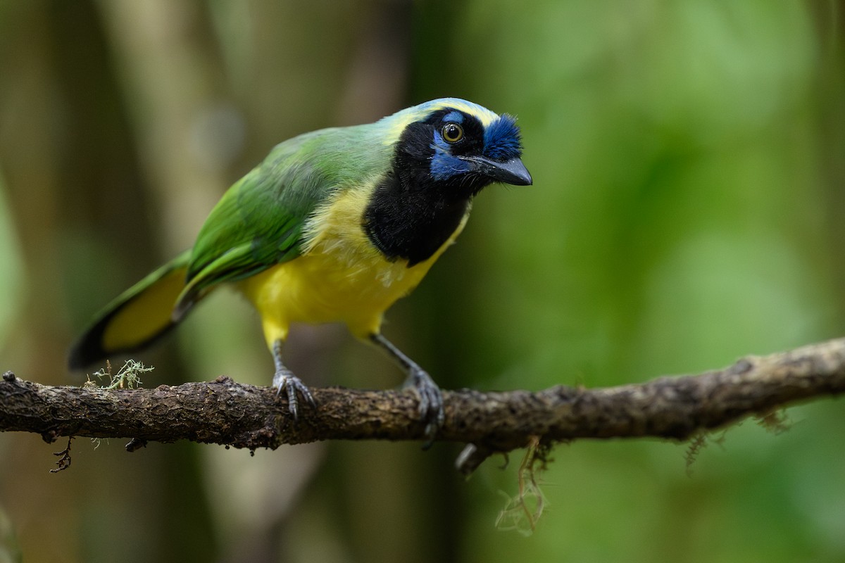 インカサンジャク - ML646981866