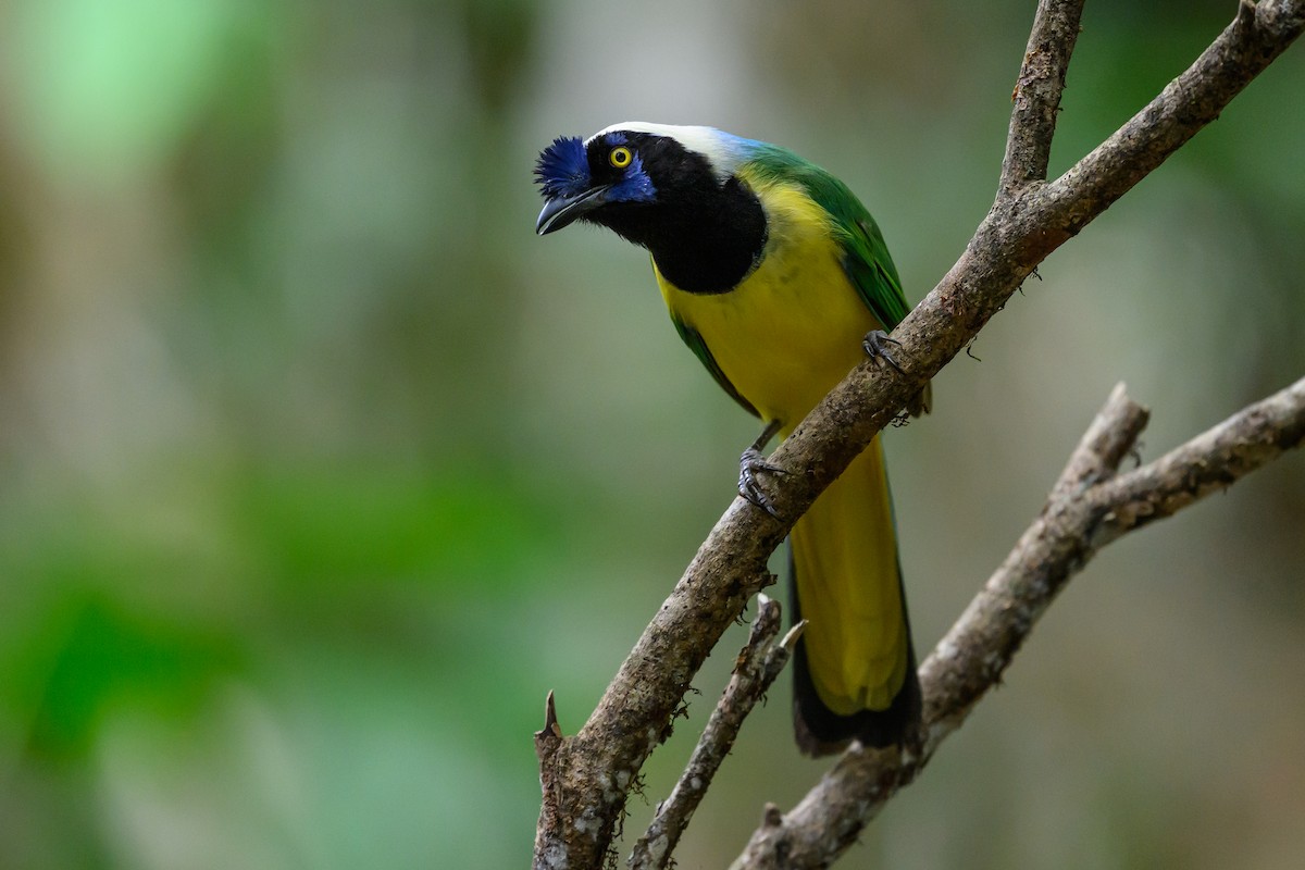 インカサンジャク - ML646981868