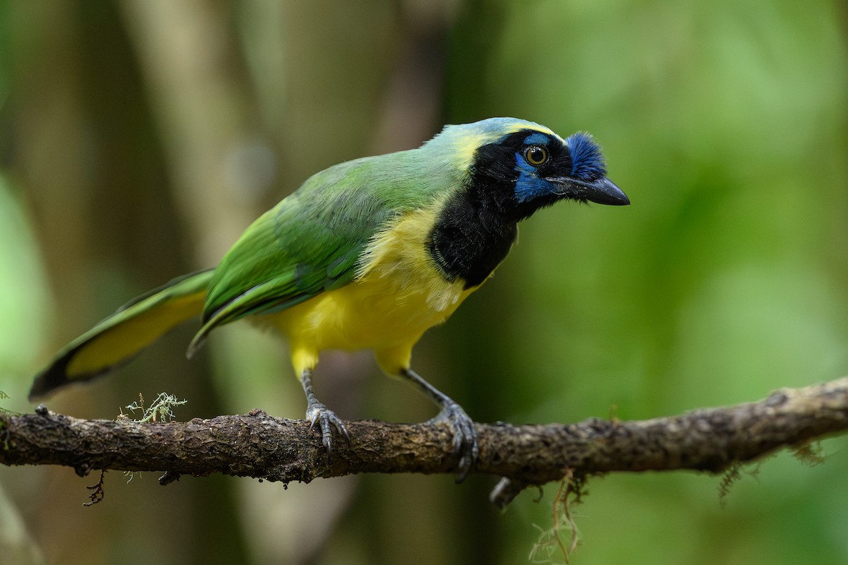 インカサンジャク - ML646981869