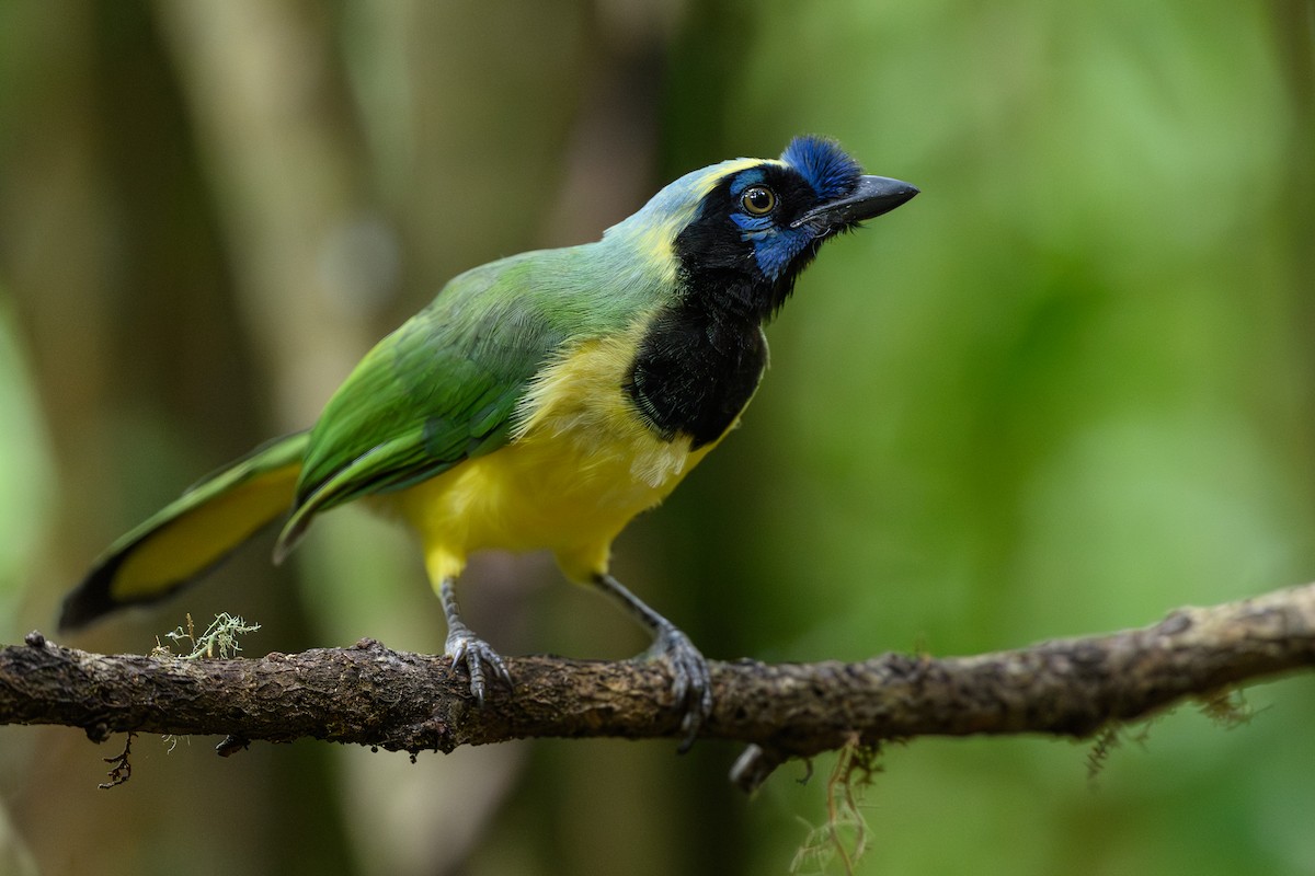 インカサンジャク - ML646981870