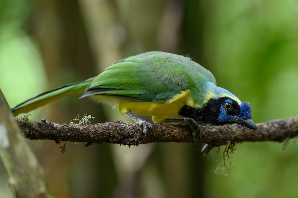 インカサンジャク - ML646981871