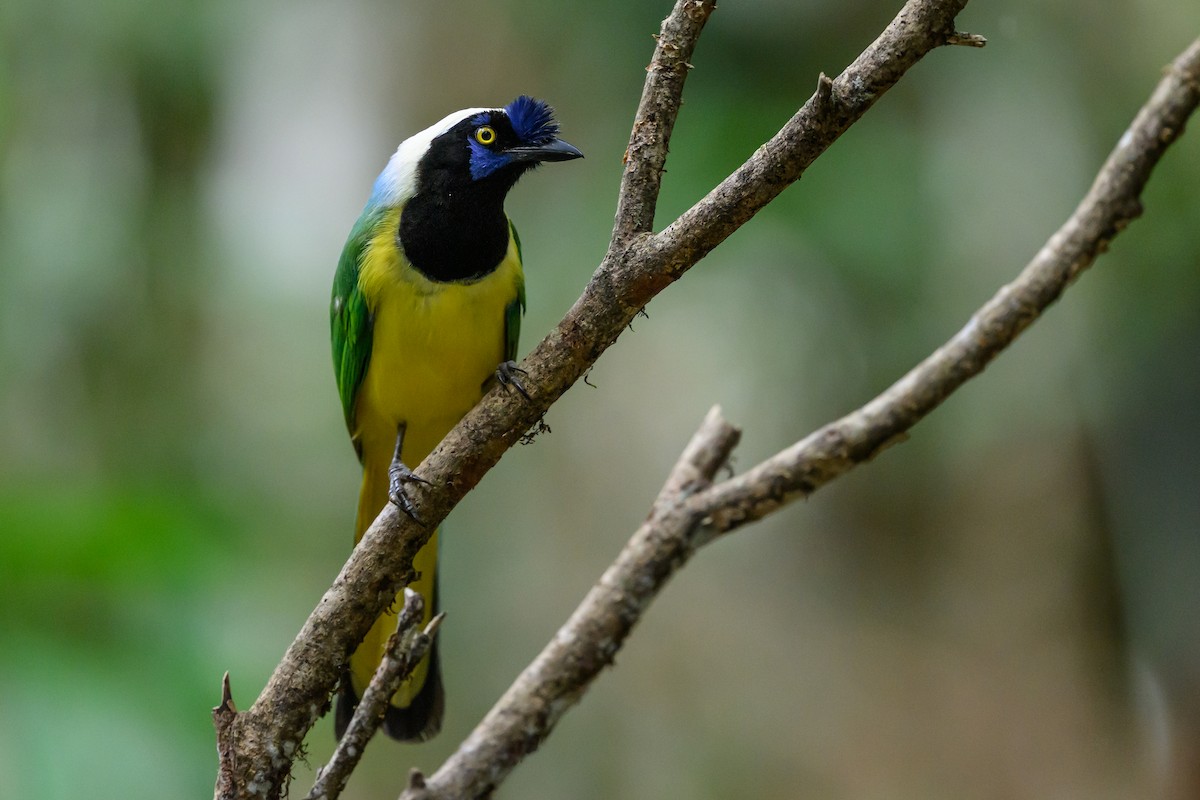 インカサンジャク - ML646981872